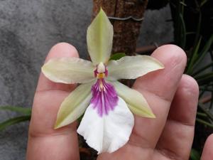 Miltonia spectabilis