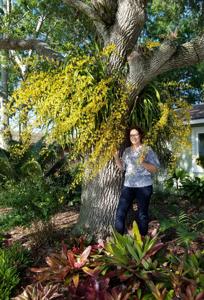 Oncidium sphacelatum