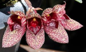 Bulbophyllum frostii