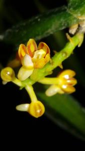 Cleisostoma scortechinii