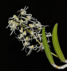 Dendrobium wassellii