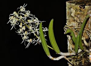 Dendrobium wassellii