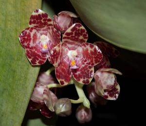 Phalaenopsis gigantea