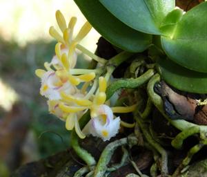 Gastrochilus obliquus