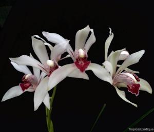 Cymbidium seidenfadenii