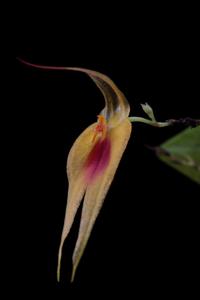 Lepanthes maxonii