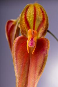 Lepanthes maxonii