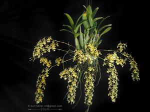 Epidendrum stamfordianum