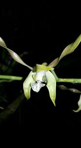 Dendrobium laxiflorum