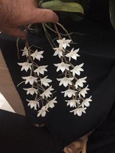 Aerangis ellisii