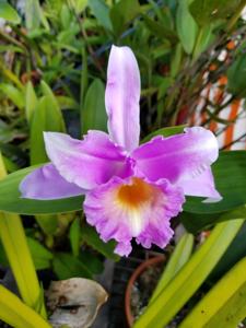 Sobralia decora