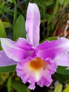 Sobralia decora