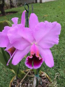 Cattleya percivaliana