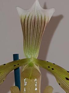 Paphiopedilum tonsum