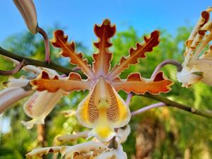 Myrmecophila christinae