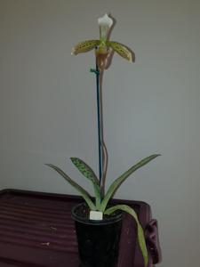 Paphiopedilum tonsum