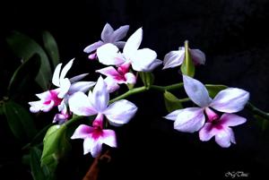 Calanthe vestita