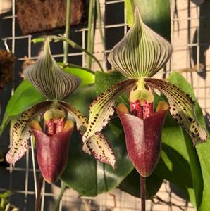 Paphiopedilum superbiens