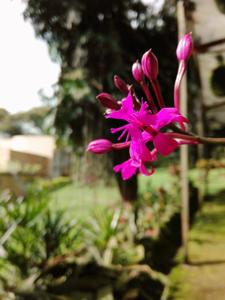 Epidendrum secundum