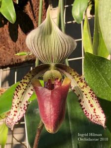 Paphiopedilum superbiens