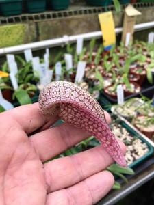 Bulbophyllum grandiflorum