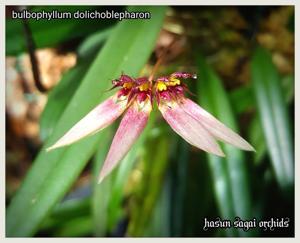 Bulbophyllum brevibrachiatum