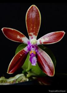 Phalaenopsis corningiana