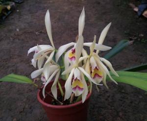 Cattleya iricolor