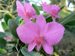 Cattleya wittigiana