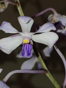 Vanda coerulescens