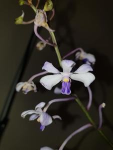 Vanda coerulescens