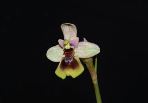 Ophrys tenthredinifera
