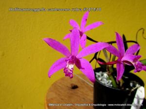 Cattleya caulescens