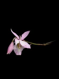 Barkeria scandens