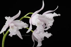 Cattleya lobata