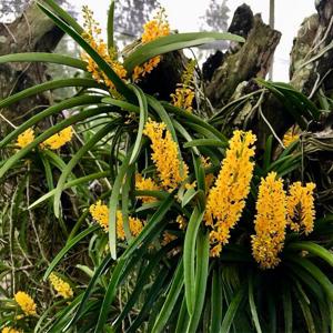 Vanda aurantiaca subsp. philippinensis