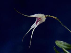 Specklinia cactantha