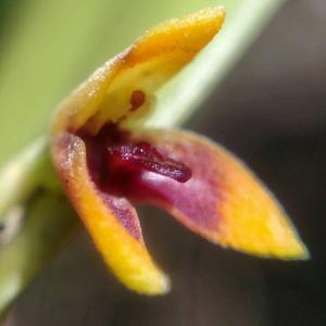 Acianthera aphthosa