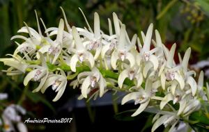 Dendrobium speciosum