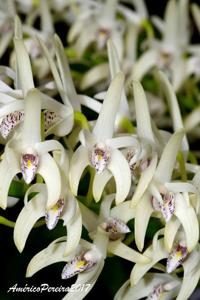 Dendrobium speciosum