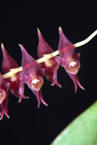 Lepanthopsis prolifera