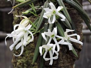 Leptotes bicolor