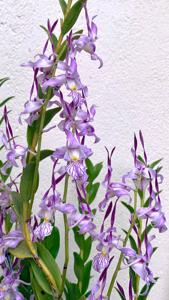 Dendrobium leporinum