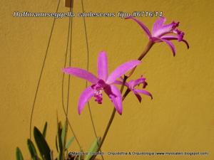 Cattleya caulescens