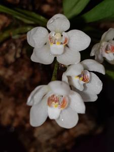 Sarcochilus falcatus