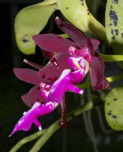 Trichoglottis atropurpurea