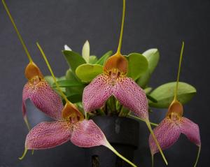 Masdevallia decumana