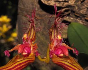 Bulbophyllum wendlandianum