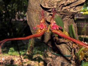 Bulbophyllum wendlandianum