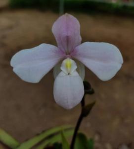 Phragmipedium andreettae